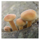 Suche nach baumstämme fliesen Natur