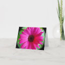 Suche nach rosa gänseblümchen karten Blumen