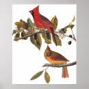 Suche nach wild bird poster Audubon