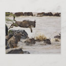 Suche nach gnu postkarten Connochaetes taurinus