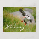 Suche nach puffins postkarten Tier