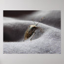 Suche nach wanze poster Grau