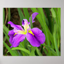 Suche nach lila iris poster Blume