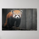 Suche nach red panda poster Niedlich