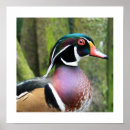 Suche nach profil poster Farbe