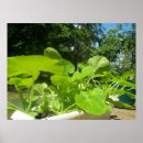 Suche nach zucchini poster Squash
