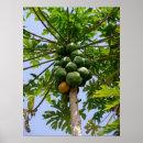 Suche nach papaya poster Frucht