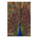 Suche nach pfau foto poster Natur