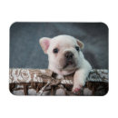 Suche nach french bulldog magnete Kaninchen