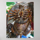 Suche nach arthropoden poster Krabben