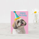 Suche nach shih karten Kaninchen