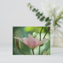 Suche nach bokeh postkarten Blumenreich
