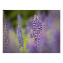 Suche nach roben poster Blume
