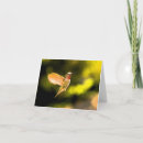 Suche nach schwebeflug alle karten Kolibri