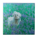 Suche nach bichon frise fliesen Bichonfrische