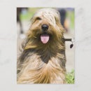 Suche nach lange haare postkarten Hund