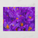 Suche nach kreuz postkarten Blume