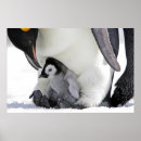 Suche nach penguin poster Kaiserpinguin