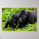 Suche nach silverback poster Wildtiere
