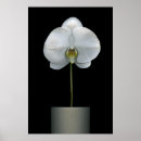 Suche nach orchid poster Garden