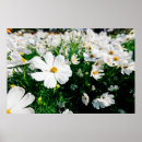 Suche nach blühen schön poster Blühend