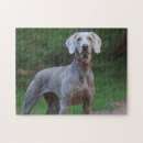 Suche nach weimaraner hund puzzle Haustier