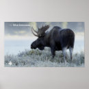 Suche nach dokumentarisch poster Tierwelt