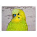 Suche nach budgie poster Haustier