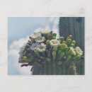 Suche nach blühender kaktus postkarten Flora