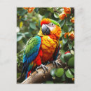 Suche nach bunte vögel postkarten Tiere