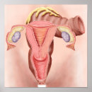 Suche nach weibliche anatomie poster Medizin