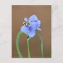 Suche nach lila wildblume postkarten Für sie/ihn