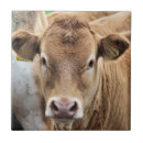 Suche nach kälber fliesen Niedlich