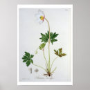 Suche nach medical poster Pflanze