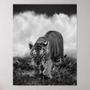 Suche nach schwarz weißer tiger poster Afrika