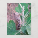 Suche nach trichter postkarten Grasshopper