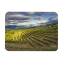 Suche nach napa magnete Weinberg
