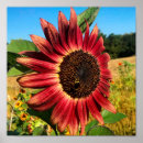Suche nach rote sonnenblume poster Natur