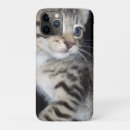 Suche nach tabby hüllen Kätzchen