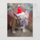 Suche nach cute animals postkarten Canine