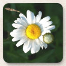 Suche nach gänseblümchen untersetzer Für alle