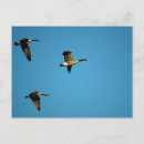 Suche nach kanadische gänse postkarten Natur