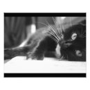 Suche nach künstlerische katze poster Kätzchen