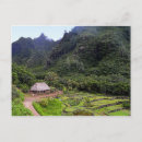 Suche nach taro postkarten Kauai