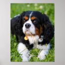 Suche nach taschen poster Welpen