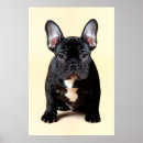 Suche nach stierhund poster Bulldogge