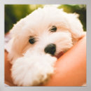 Suche nach lustige fotos poster Tiere