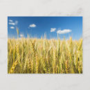 Suche nach getreide pflanze postkarten Fotografie