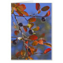 Suche nach sträuche postkarten Blätter