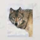 Suche nach wolf foto postkarten Wild